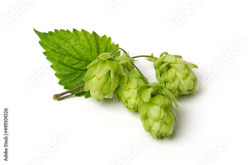 Cones of flowering hops close-up. Ingredient in the beer industry.