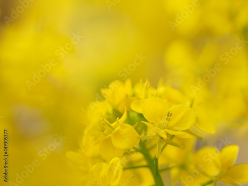 植物園で咲く早春の草花