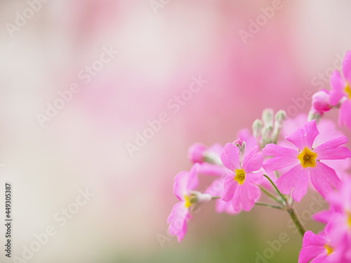 Fototapeta Naklejka Na Ścianę i Meble -  植物園で咲く早春の草花
