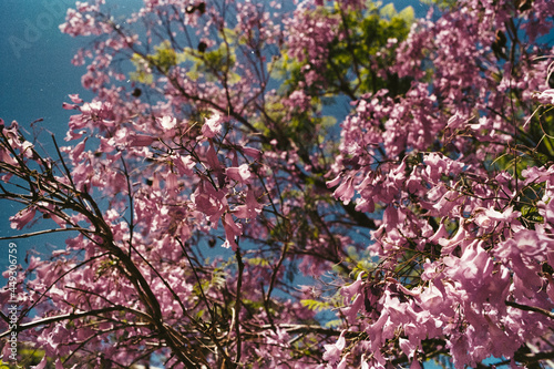 pink blossom in spring