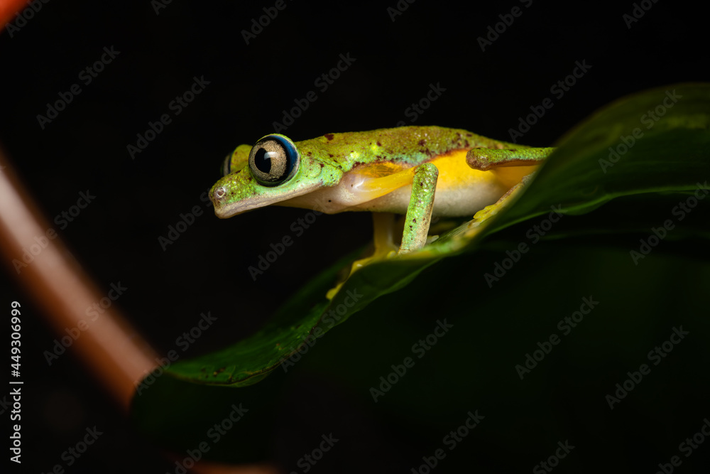 Obraz premium Lemur leaf frog on a plant