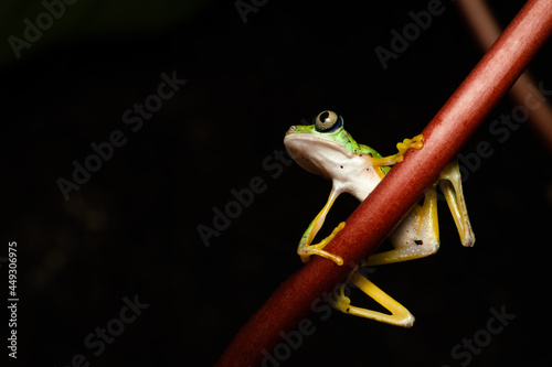 Lemur leaf frog on a plant photo