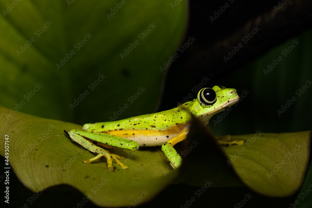 Fototapeta premium Lemur leaf frog on a plant