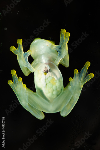 Bottom side of a reticulated glass frog sitting on glass