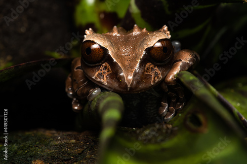 Crowned tree frog (Triprion spinosus) in a bromeliad photo