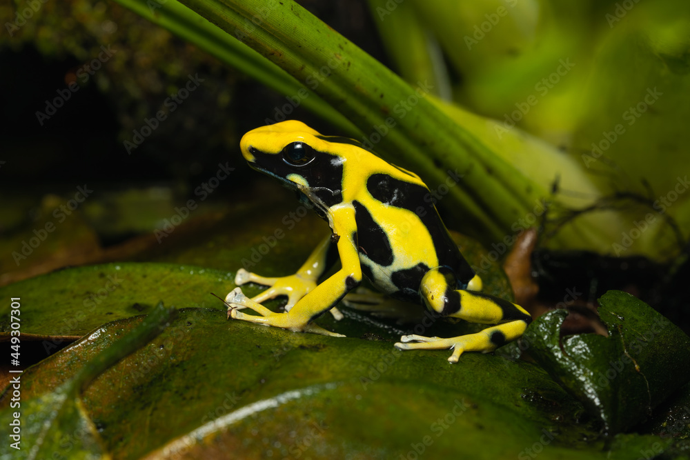 Fototapeta premium Dyeing poison dart frog 