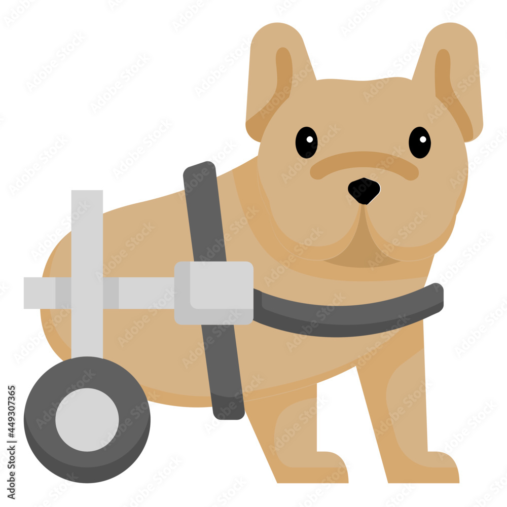 Are Paralyzed Dogs Happy