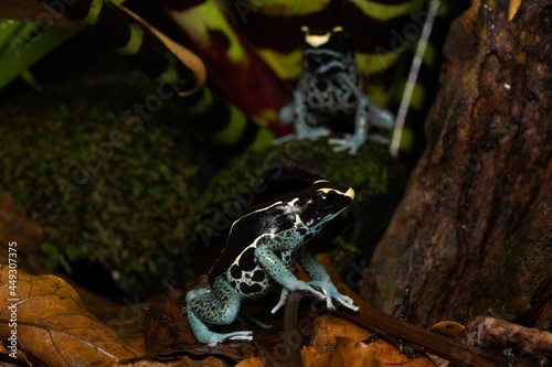 Dyeing poison dart frog  powder blue  on leaf litter