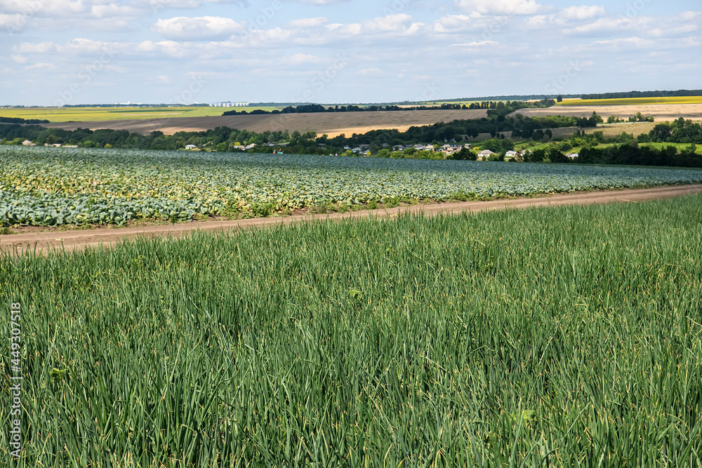 Fototapeta premium Green onions grow on a farm field.
