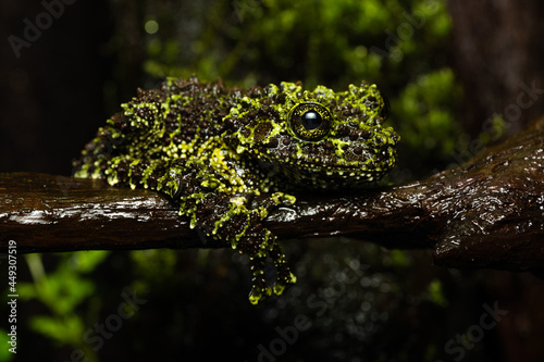 Closeup of a vietnamese mossy frog (Theloderma corticale) on a log