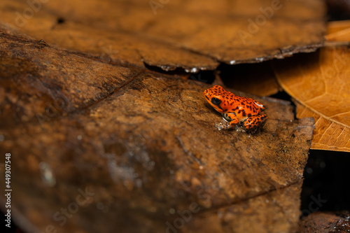 Juvenile strawberry poison dart frog on leaf litter