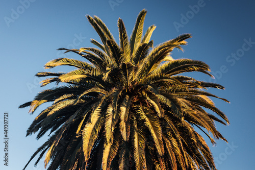 palm tree on blue sky background