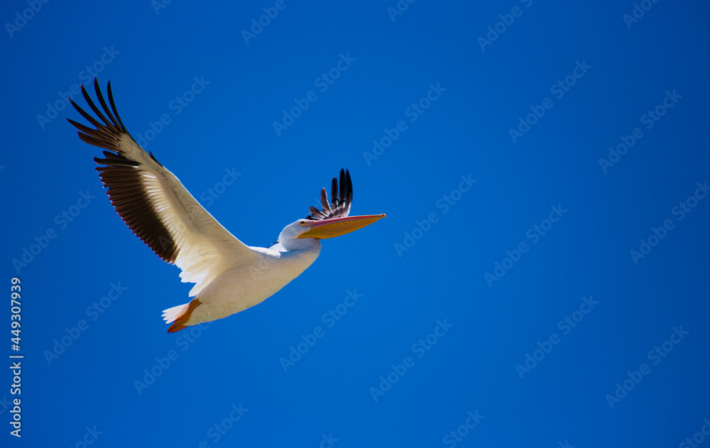 Obraz premium A pelican flying over Lake Chapala in Mexico