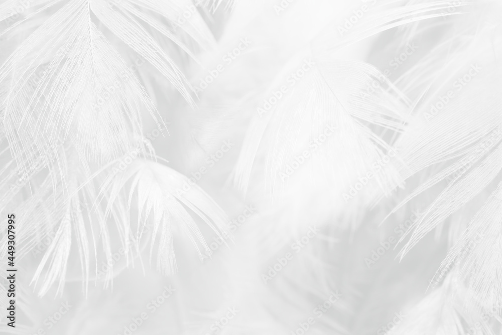 white feather wooly pattern texture background white feather wooly pattern texture background