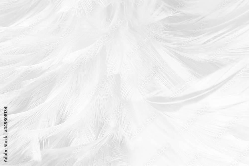 white feather wooly pattern texture background white feather wooly pattern texture background