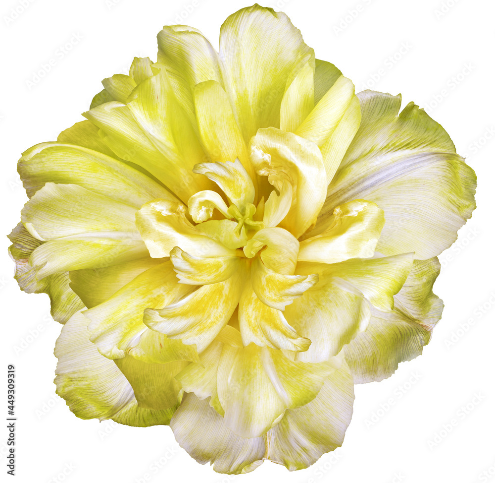 Yellow tulip flower on white isolated background with clipping path. Closeup. For design. Nature. Yellow tulip flower on white isolated background with clipping path. Closeup. For design. Nature.