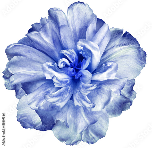 Blue tulip flower on white isolated background with clipping path. Closeup. For design. Nature.
