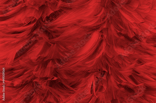 Beautiful dark red feather pattern texture background