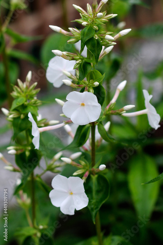 Fototapeta Naklejka Na Ścianę i Meble -  Phlox flowers close-up view, white phlox flowers in a garden