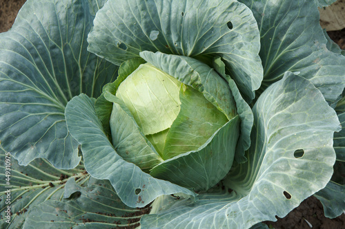 Fresh organic headed cabbage with leaves. Natural and safety food