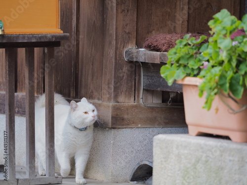 壁沿いに立つ野良猫