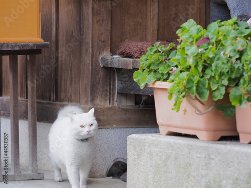 壁沿いに立つ野良猫