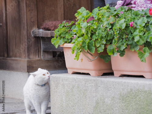 壁沿いに立つ野良猫