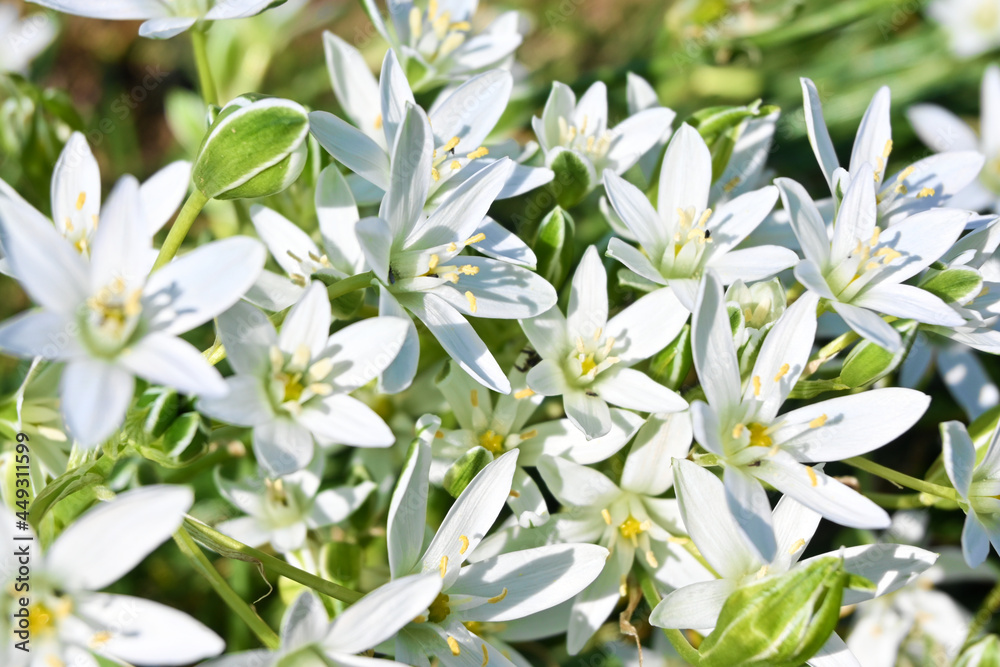 風に揺れるハナニラ