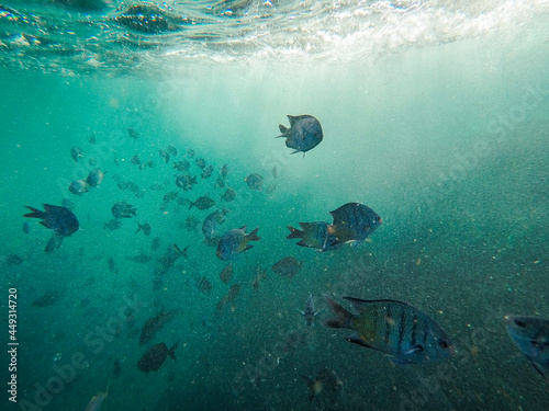 Tropical fish underwater