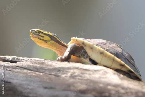 An Amboina Box Turtle or Southeast Asian Box Turtle is basking. This shelled reptile has the scientific name Coura amboinensis.  photo