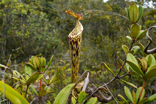 Pitcher of the carnivorous pitcher plant Nepenthes stenophylla, Sarawak, Borneo, Malaysia photo