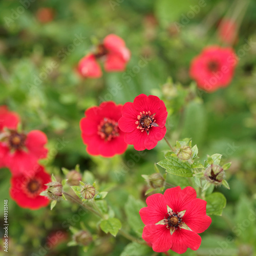 Profusion de petites fleurs de Potentilles vivaces ou Potentilla atrosanguinea 'Gibson's Scarlet' d'un somptueux rouge écarlate au-dessus d'un feuillage soyeux.