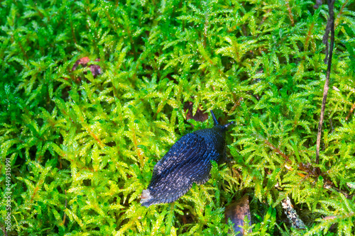 Black slug crawl on green moss