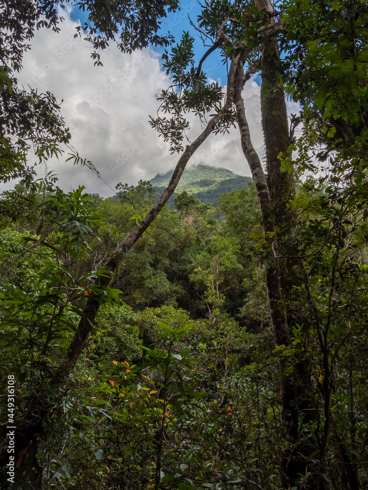 Fototapeta premium Rainforest with View to Mountain Portrait Orientation