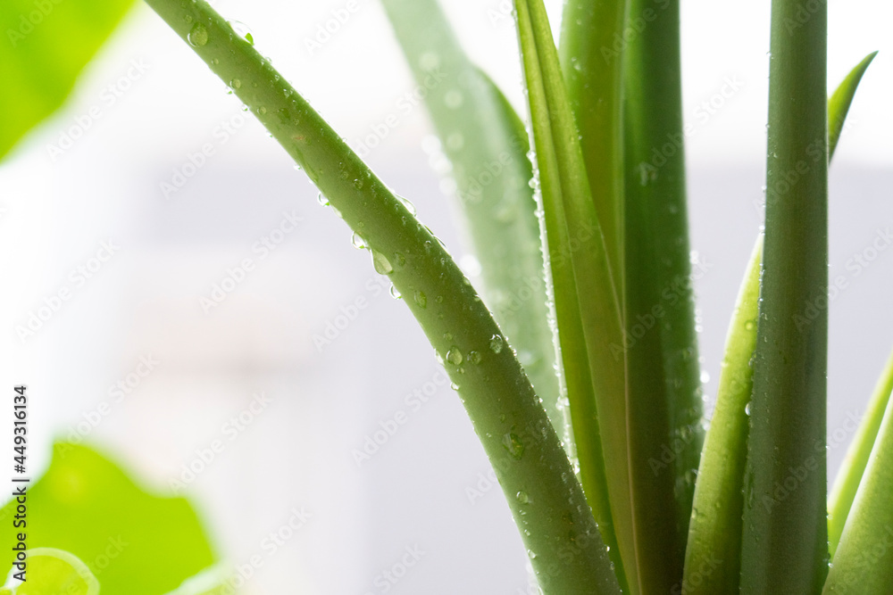 Fototapeta premium grass with drops