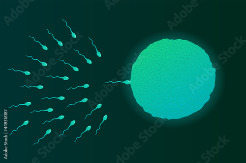 Vector illustration of a Human sperm and egg cell.