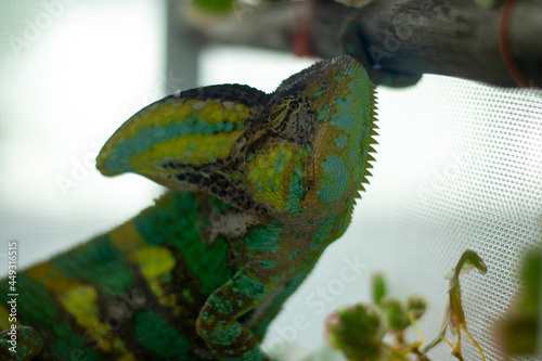 Reptilia is a slow moving animal and 
beautiful color