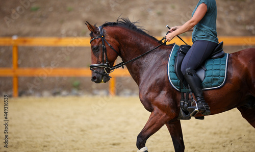 Horse with rider on the riding arena in step, photographed from the side with the head on the vertical..