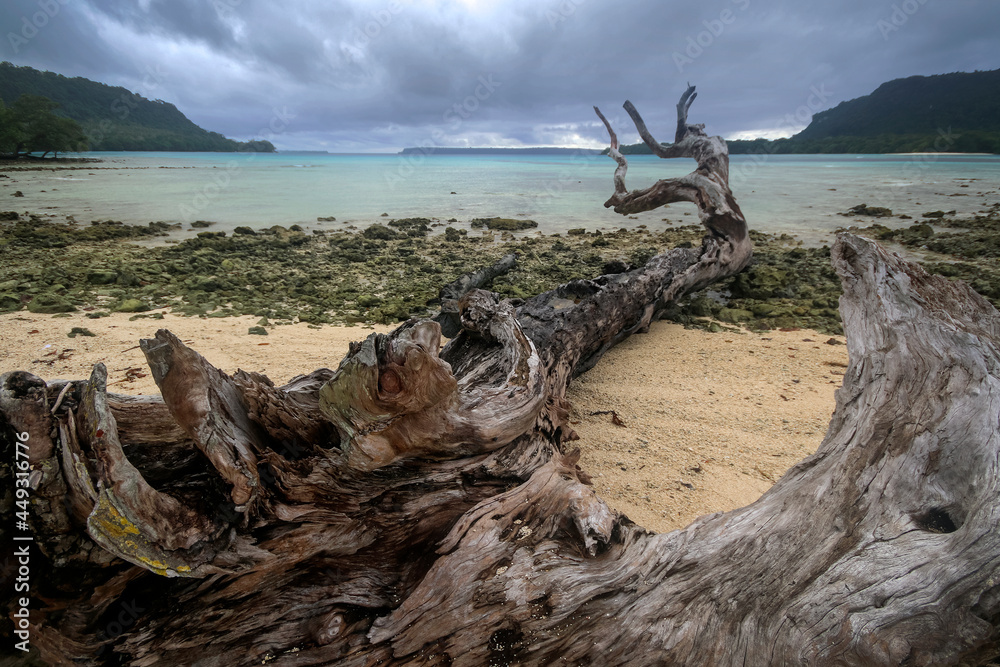 large fallen tree on beach in port orly
