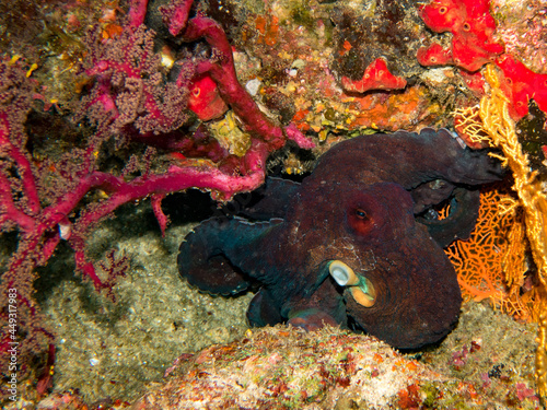 Giant octopus in colorful reef.