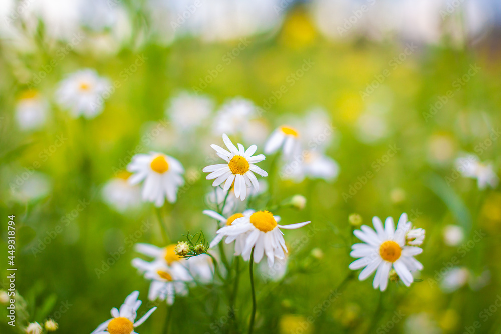 Beautiful background of many blooming daisies field. Chamomile grass close-up. Beautiful meadow in springtime full of flowering daisies with white yellow blossom and green grass 