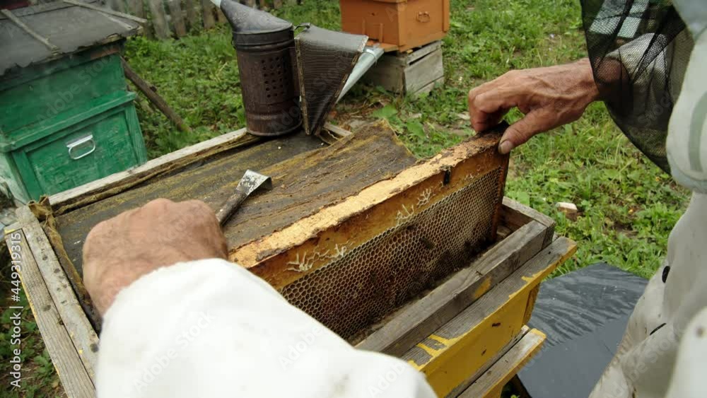 A beekeeper in a protective white suit takes the honeycomb out of the hive and examines it from different angles. Bees are sitting on them and honey is clearly visible. Nearby is a special device A beekeeper in a protective white suit takes the honeycomb out of the hive and examines it from different angles. Bees are sitting on them and honey is clearly visible. Nearby is a special device
