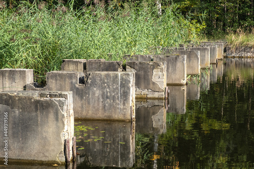 Nature reserve Waterloopbos, Noordoostpolder, Flevoland Province, THe Netherlands photo