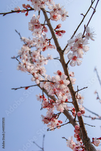 Pink cherry blossoms bloomed on tree branches in Korea spring.
