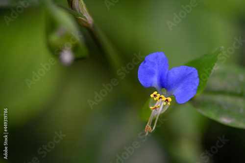 Commelina communis flower head isolated on blurred green background, macro photography with a copy space, beautiful tiny blue flower