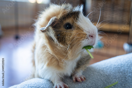Guinea pig eating a snack.