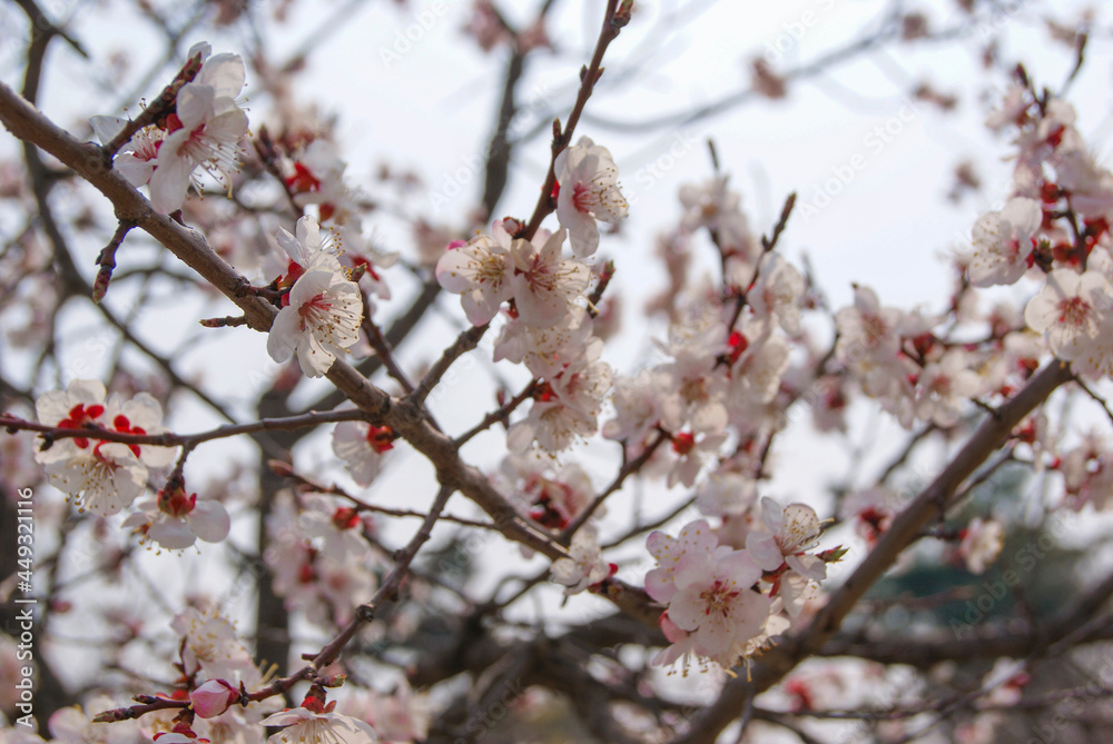 Pink cherry blossoms bloomed on tree branches in Korea spring.