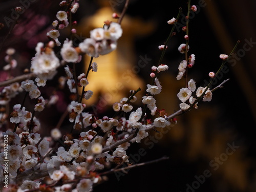 梅花と神社の建造物