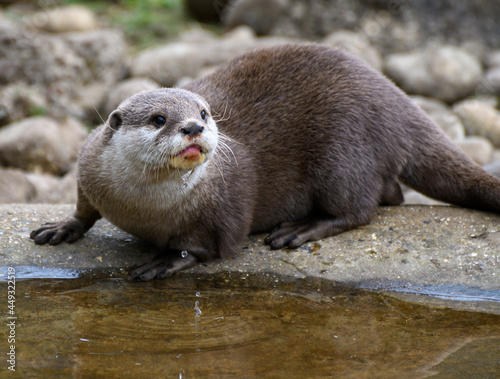 Asian Small Clawed Otter