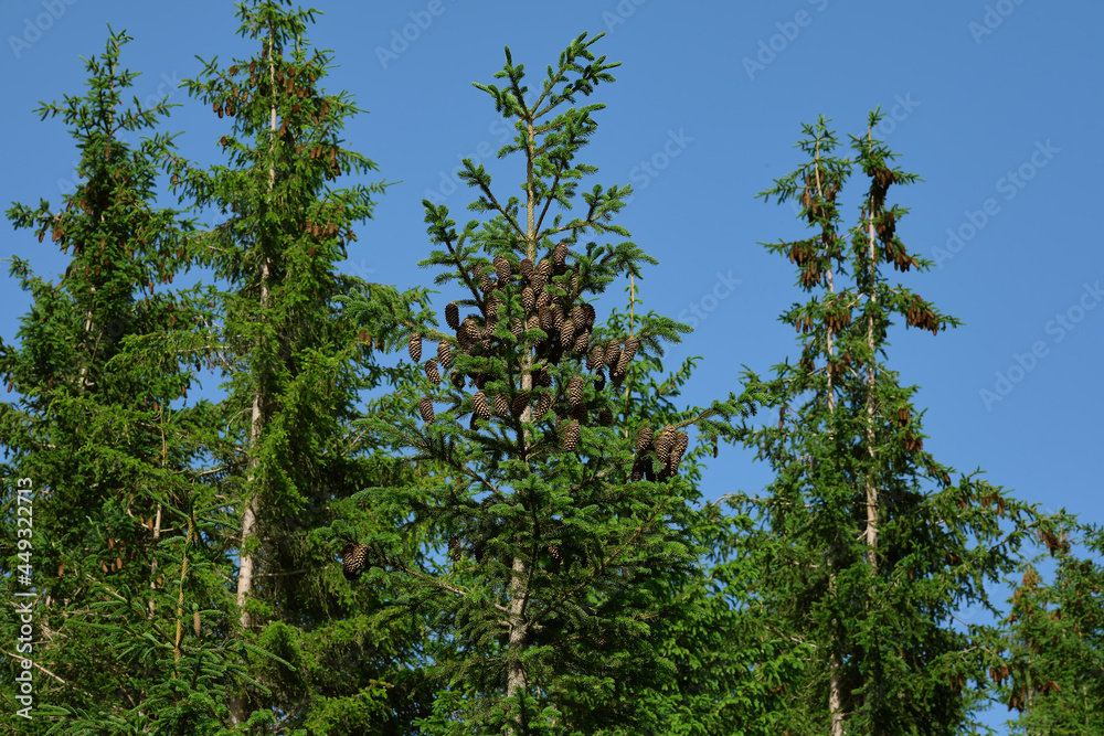 mountain pines with Abruzzo pine cones mountain pines with Abruzzo pine cones